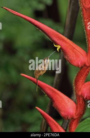 Einsiedler (Phaethornis striigularis saturatus), ausgewachsen, im Flug, schweben und fressen (Heliconia) Blume, El Valle, Panama Stockfoto