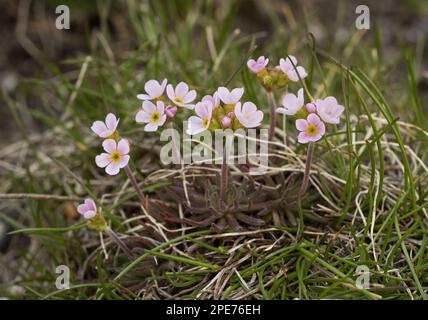 Pink Rock-Jasmin (Androsace carnea) blüht, wächst auf sauren Böden (AT 2500m), Alpen, Frankreich Stockfoto