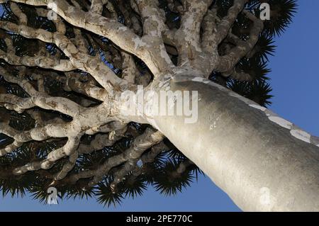 Der Drachenbaum Socotra (Dracaena cinnabari) blickt vom Stamm zu den Ästen, Socotra, Jemen Stockfoto