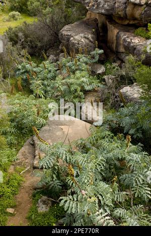 Blühende Riesenhonigblume (Melianthus Major), die zwischen Felsen auf dem Gelände wächst, Cederberg Mountains, Kap, Südafrika Stockfoto