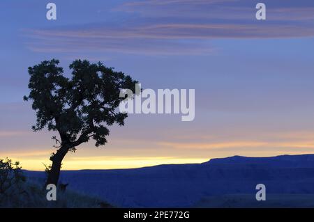 Zuckerhut (Protea-Caffra), Silhouette bei Sonnenaufgang, Riesenschloss, Drakensberg, Natal, Südafrika Stockfoto