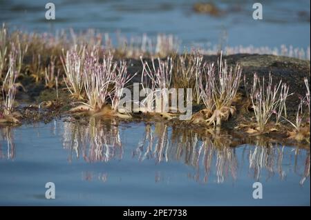 Huya (Mourera fluviatilis) Blumen, wachsen auf Felsen im Fluss, Essequibo Fluss, Iwokrama Regenwald, Guyana Stockfoto