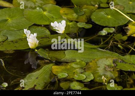 Kap-Tüpfelkraut (Aponogeton distachyos) Wasserohr, Kap-Tüpfelblüte, im Teich, Südafrika Stockfoto