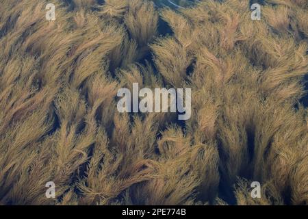 Japanisches Wireweed (Sargassum muticum) führte invasive Arten in flachen Gewässern auf der Isle of Wight, England, Vereinigtes Königreich ein Stockfoto