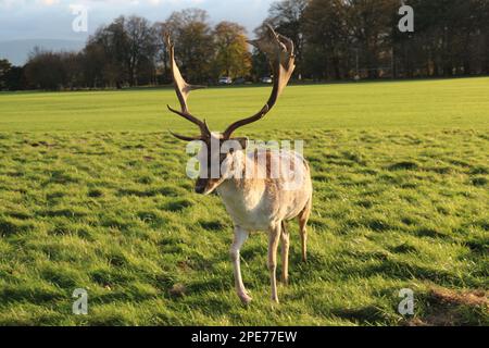 Inmitten der ruhigen Schönheit eines irischen Parks steht und spielt ein anmutiger Hirsch, der die heitere Essenz von Irlands fesselnder Tierwelt verkörpert Stockfoto