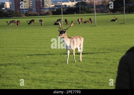 Inmitten der ruhigen Schönheit eines irischen Parks steht und spielt ein anmutiger Hirsch, der die heitere Essenz von Irlands fesselnder Tierwelt verkörpert Stockfoto