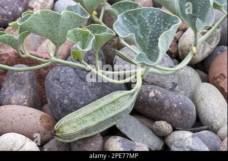 Chilenische Holländerpfeife (Aristolochia chilensis) Nahaufnahme einer Fruchtkapsel und taubedeckten Blättern, am frühen Morgen an der Küste, nahe Totoral Stockfoto