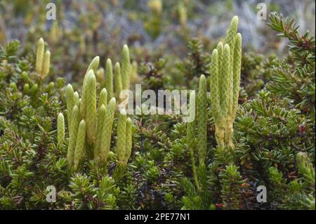 Magellanic Clubmoss (Lycopodium magellanicum) strobilus, Torres del Paine N. P. Südpatagonien, Chile Stockfoto