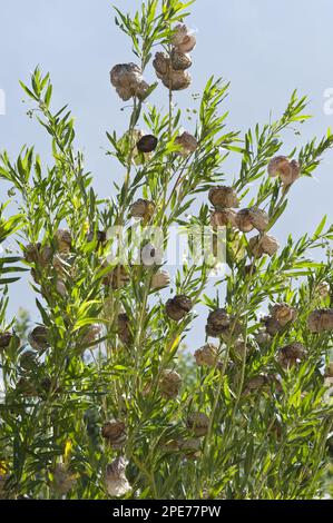 Seidenpflanze, Ballon-Baumwoll-Busch (Asclepias physocarpa) Schwalbenwürze, Ballonmilchholzschoten, Kirstenbosch National Botanical Garden, Kapstadt