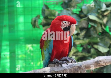 Eine faszinierende Szene entfaltet sich, während ein markanter Scharlach stolz auf der rauen, strukturierten Rinde eines majestätischen Baumes in einem Zoo steht Stockfoto