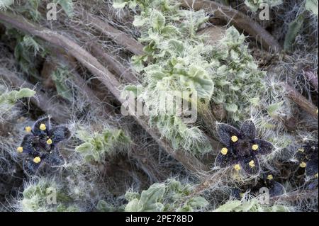 Blühende jaborosa (Jaborosa magellanica), Provinz Santa Cruz, Südpatagonien, Argentinien Stockfoto