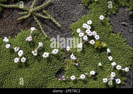 Blühende Benthamiella (Benthamiella patagonica), die neben Macachi (Arjona patagonica), Parque National Monte Leon, Atlantikküste, Santa Cruz wächst Stockfoto