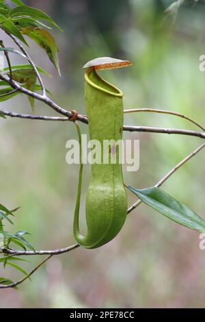 Wunderdestillationsanlage (Nepenthes destillatoria) „Fallen“ aus modifizierten Blättern, die im Tieflandregenwald, Sinharaja Forest Reserve, Sri Lanka, wachsen Stockfoto