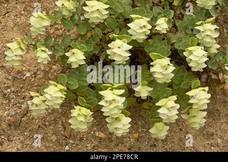 Rundblättrige Oregano (Origanum rotundifolium) blühend, Pontische Berge, Anatolien, Türkei Stockfoto