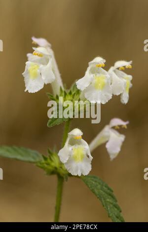 Downy Hanfnettle (Galeopsis segetum) Nahaufnahme der Blumen, Frankreich Stockfoto