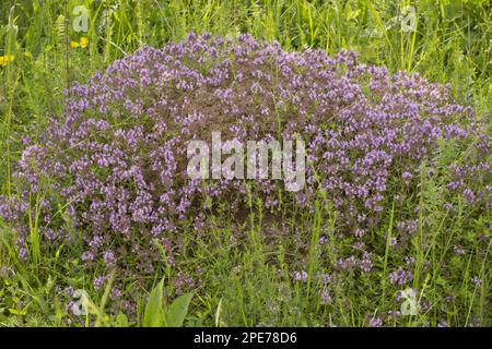 Loveyanus Thyme (Thymus glabrescens) blüht, wächst auf Ameisenhaufen auf alter Weide, Rumänien Stockfoto