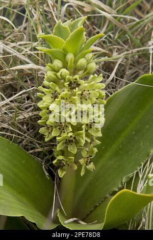 Dwarf Ananas Lily (Eucomis humilis) Flowering, Royal Natal N. P. Drakensberg Mountains, KwaZulu-Natal, Südafrika Stockfoto
