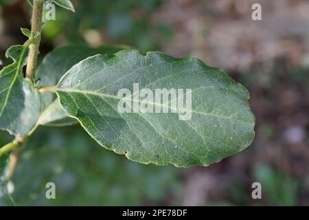 Wavyleaf Silktassle (Garrya elliptica) Nahaufnahme des Blatts, im Garten wächst, Mendlesham, Suffolk, England, Vereinigtes Königreich Stockfoto