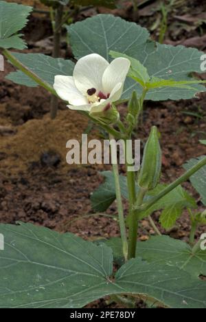 Okra (Abelmoschus esculentus), Mallow-Familie, Okra-Blume und zarte Früchte, Trivandrum, Kerala, Indien Stockfoto