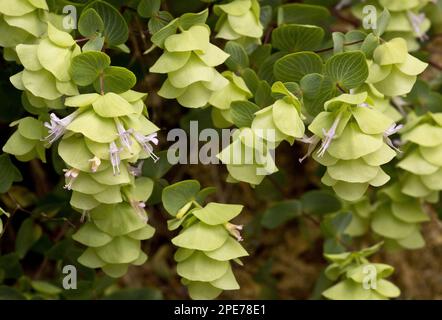 Rundblättrige Oregano (Origanum rotundifolium) blühend, Pontische Berge, Anatolien, Türkei Stockfoto