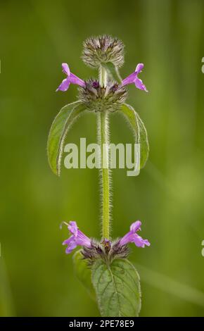 Wildes Basilikum (Clinopodium vulgare), blühend, wächst auf Kreide im Hinterland, Rumänien Stockfoto