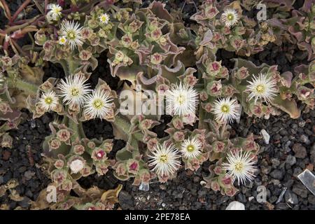 Gemeine Eispflanze (Mesembryanthemum crystallinum) blüht, wächst in Salzgebiet, Lanzarote, Kanarische Inseln Stockfoto