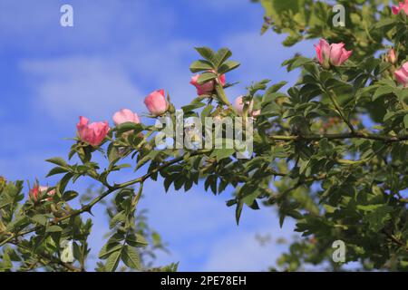 Sherard's Downy Samt Rose (Rosa sherardii) blühend, wächst in Hecke, Powys, Wales, Vereinigtes Königreich Stockfoto