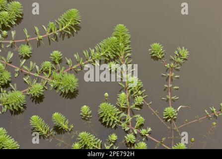 Papageienfeder (Myriophyllum aquaticum) führte invasive Arten ein, die in einem Teich in Devon, England, Vereinigtes Königreich, wachsen Stockfoto