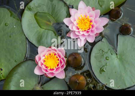 Wasserlilien zu Zierzwecken (Nymphaea sp.) „Fabiola“-Kultivar, blühend, Anbau im Gartenteich, Norfolk, England, Vereinigtes Königreich Stockfoto