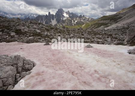 "Red Snow" oder "Watermelon Snow", verursacht durch Flagellat Alga (Chlamydomonas nivalis), Tre Cime, Dolomiten, italienische Alpen, Italien Stockfoto