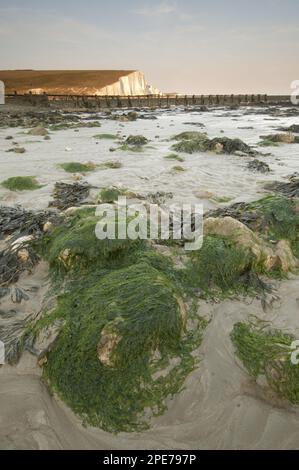 Felsen bedeckt mit Seetang an der Küste, in der Nähe von Kreidefelsen, Seven Sisters, South Downs, East Sussex, England, Vereinigtes Königreich Stockfoto