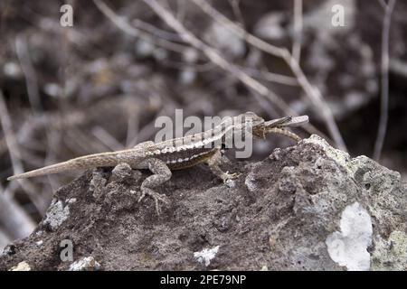 Lava-Echse, Lava-Echsen, andere Tiere, Reptilien, Tiere, Galapagos Lava Eidechse isst kleine bemalte Heuschrecken, Insel San Cristobal Stockfoto