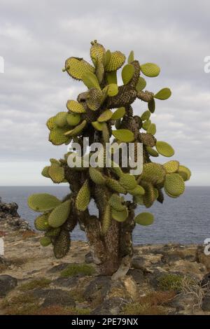 Riesenkaktus aus Birnen wächst auf South Plaza Island, Galapagos Stockfoto