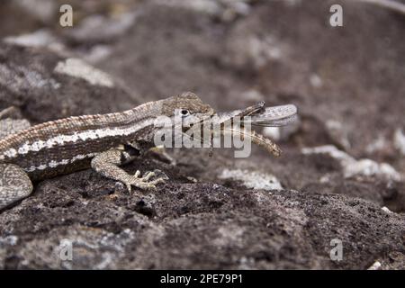 Lava-Echse, Lava-Echsen, andere Tiere, Reptilien, Tiere, Galapagos Lava Eidechse isst kleine bemalte Heuschrecken, Insel San Cristobal Stockfoto