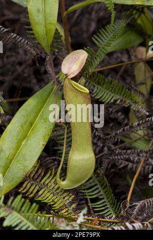 (Nepenthes-Destillatoria) Pitcher Pflanze sri lanka Stockfoto