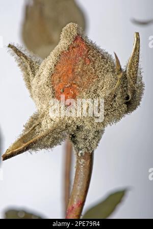 Graue Schimmelpilze (Botrytis cinerea), Graufäule, Grauschimmelpilze, Grauschimmelpilze, Mykliumentwicklung an im Gewächshaus gezüchteten Rosenblütenknospen Stockfoto