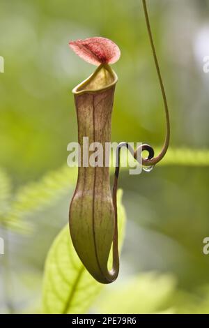 Nepenthes madagascariensis (Nepenthes destillatoria) (Nepenthes destillatoria), Produktfamilie der Pitcher-Pflanzen sri lanka Stockfoto