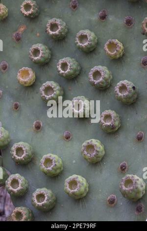 (Opuntia galapageia) var profusa, gefunden auf Rabida Insel, Galapagos Stockfoto