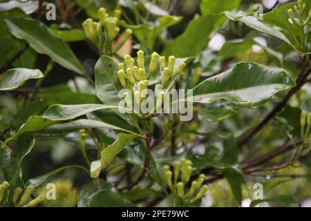 Junge Nelke (Syzygium aromaticum), syn. Eugenia aromaticum sind die aromatischen, getrockneten Blütenknospen eines Baumes aus der Familie der Myrtaceae Stockfoto