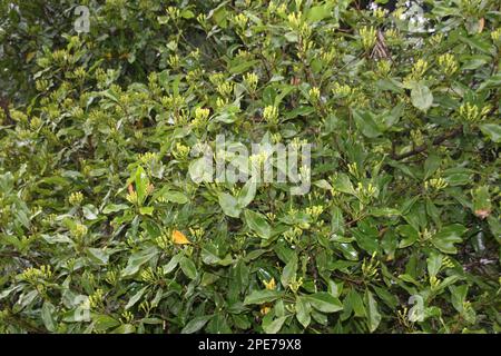 Junge Nelke (Syzygium aromaticum), syn. Eugenia aromaticum sind die aromatischen, getrockneten Blütenknospen eines Baumes der Familie der Myrtaceae Stockfoto