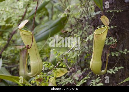 (Nepenthes-Destillatoria), Pitcher Plant, sri lanka Stockfoto