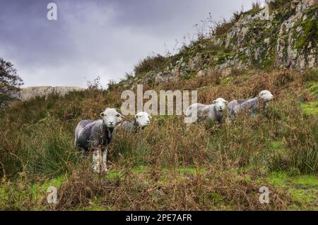 Hausschafe, Herdwick-Mutterschafe, die inmitten von Bracken auf Fellside, Cumbria, England, Vereinigtes Königreich stehen Stockfoto