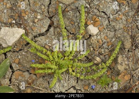 Wall Valantia (Valantia muralis) in Blume und Frucht, Chios, Griechenland Stockfoto