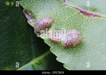 Pilze (Taphrina sp.) gall, abnormal Outgrowth on underside of disease leaf, Clumber Park, Nottinghamshire, England, Vereinigtes Königreich Stockfoto