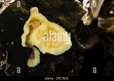 Jelly Rot (Phlebia tremellosa) Pilz Fruiting Body, wächst auf verrottendem Holz, Clumber Park, Nottinghamshire, England, Vereinigtes Königreich Stockfoto