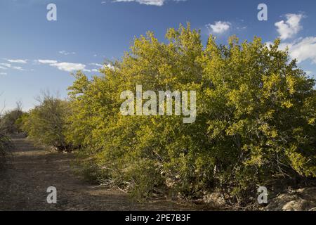 Texas Persimon (Diospyros texana) Gewohnheit, entlang des trockenen Flusstals, Big Bend N. P. Chihuahuan Desert, Texas (U.) S.A. Stockfoto