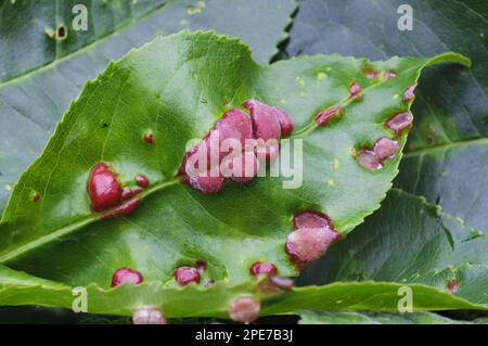 Pilze (Taphrina sp.) gall, abnormal Outgrowth on disease leaf, Clumber Park, Nottinghamshire, England, Vereinigtes Königreich Stockfoto