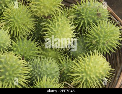 Igel-Gourd, Cardoon-Gourd, Kürbisfamilie, Igel-Gourd (Cucumis dipsaceus) Fruit, Warwickshire, England, Vereinigtes Königreich Stockfoto