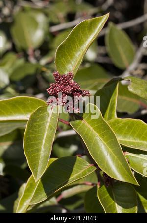 Sugar Sumac (Rhus ovata) Nahaufnahme von Blättern und Blütenknospen, die im trockenen Chaparral, California (U.) S.A., wachsen Stockfoto