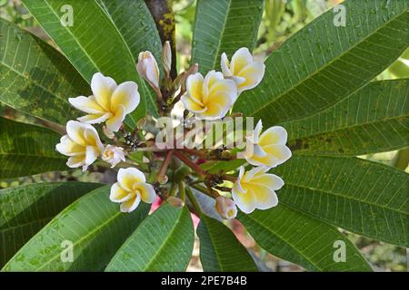 Gemeine Frangipani (Plumeria rubra) – Nahaufnahme von Blumen, mit Regentropfen nach Regenfällen, Trivandrum, Thiruvananthapuram District, Kerala, Indien Stockfoto